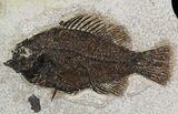 Beautiful Pair Of Cockerellites (Priscacara) Fossil Fish - Wyoming #51266-1